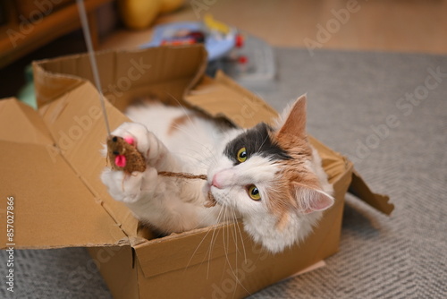 段ボールの中に入って猫じゃらしを捕まえる猫（メインクーン）