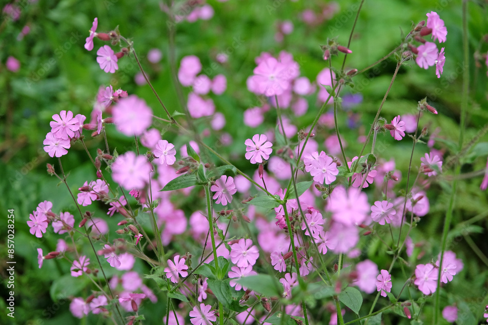 Pink Silene dioica, Red Campion, in flower. Pink Silene dioica, Red Campion, in flower.
