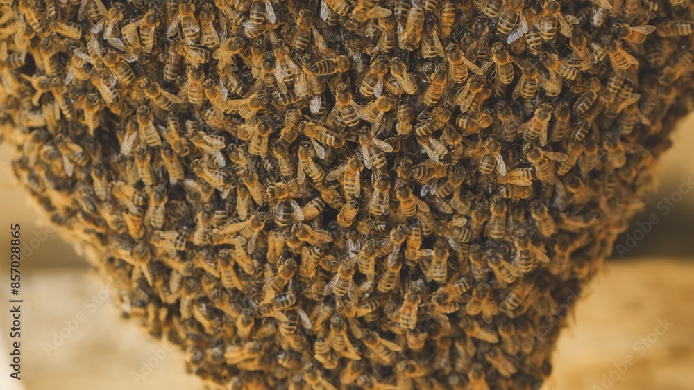 A hive of wild bees have attached themselves to the barn. A hive of wild bees have attached themselves to the barn.