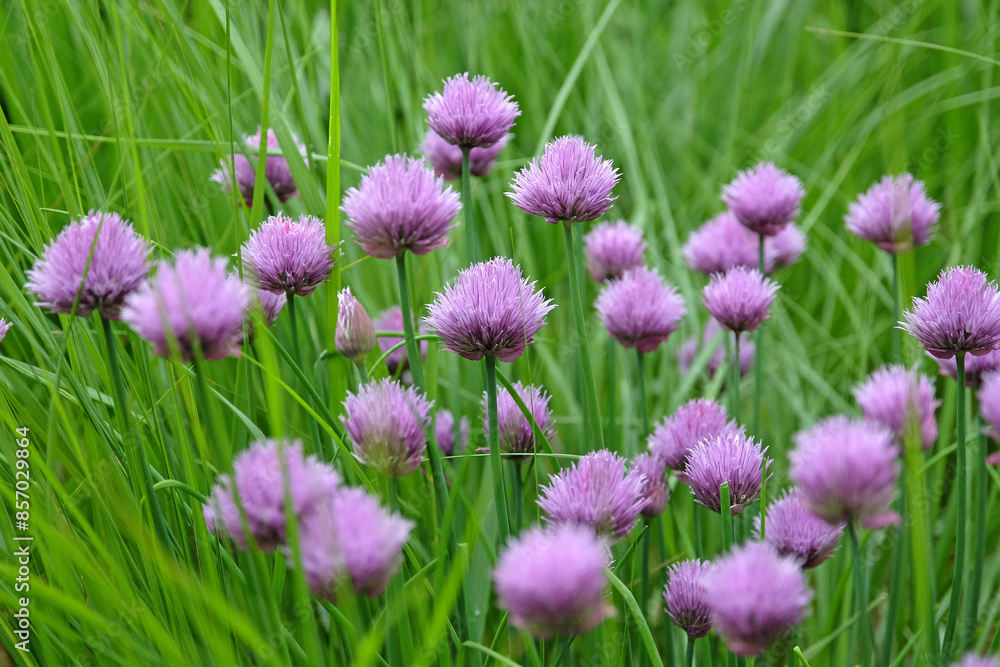 Purple Allium schoenoprasum, wild chives, in flower. Purple Allium schoenoprasum, wild chives, in flower.