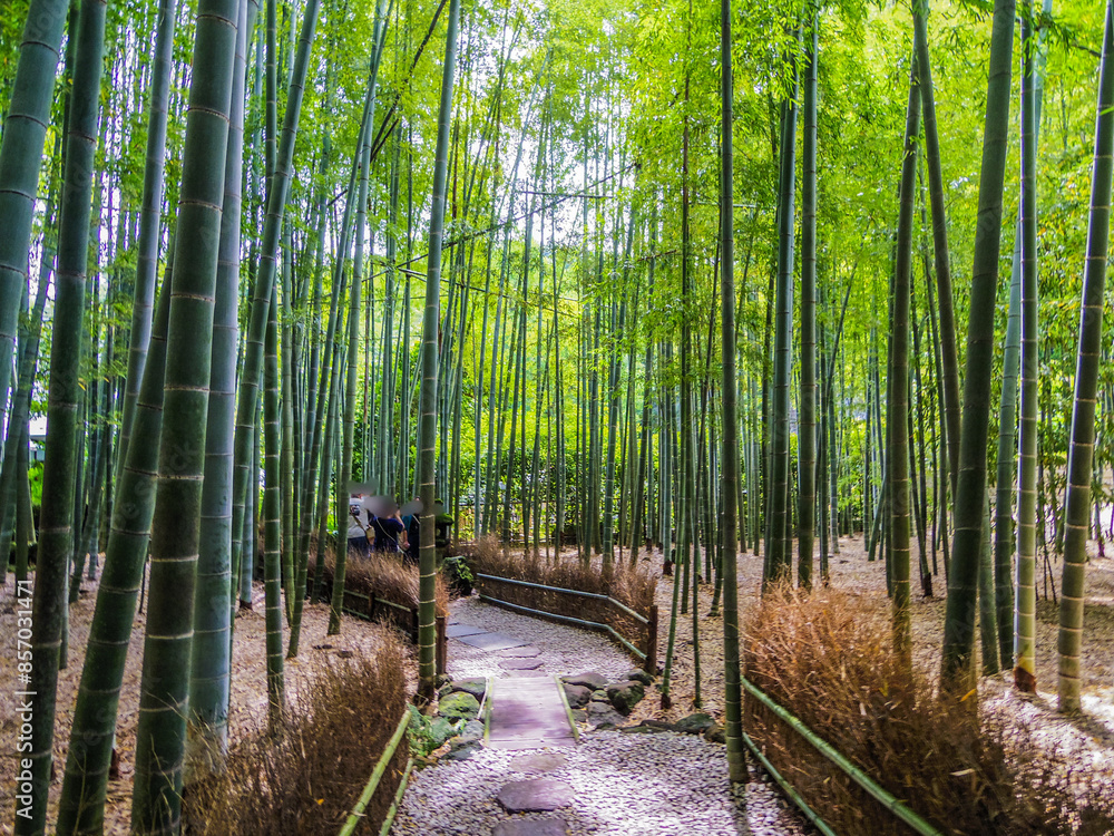 Obraz premium 【神奈川県】鎌倉の報国寺(竹寺)