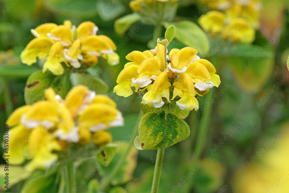 Yellow Phlomis chrysophylla, Gold leaf Jerusalem sage in flower. Yellow Phlomis chrysophylla, Gold leaf Jerusalem sage in flower.