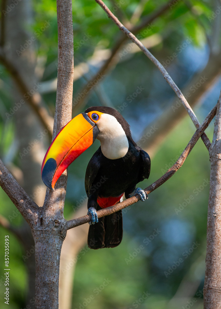 Toco toucan (Ramphastos toco) is sitting on a tree branch. Brazil. Pantanal.
Toco toucan (Ramphastos toco) is sitting on a tree branch. Brazil. Pantanal.