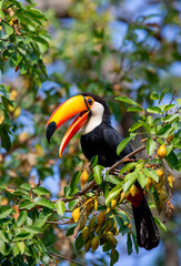 Keuken achterwand Toekan Tocotoekan op tak in Pantanal  © gudkovandrey
