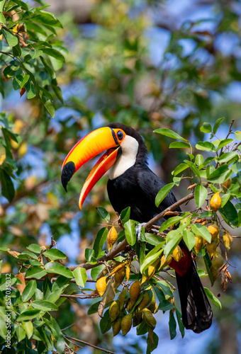 Toco toucan (Ramphastos toco) is sitting on a tree branch. Brazil. Pantanal.
