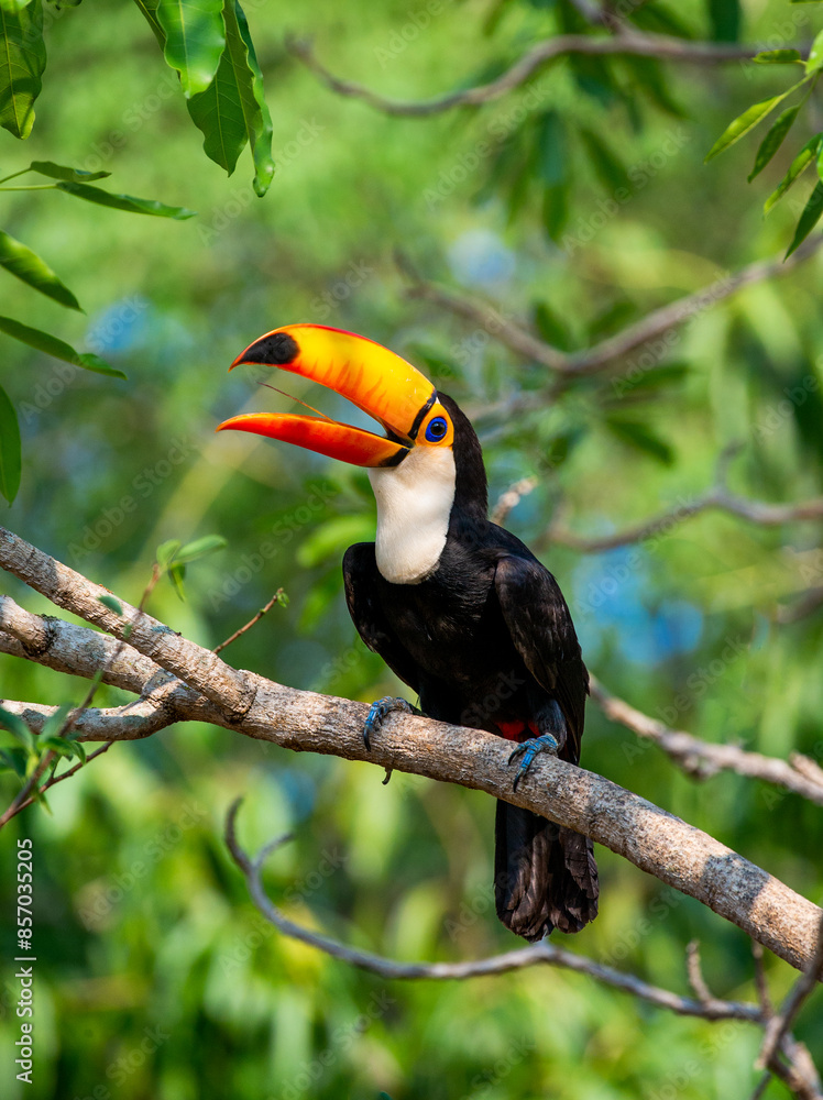 Obraz premium Toco toucan (Ramphastos toco) is sitting on a tree branch. Brazil. Pantanal. 