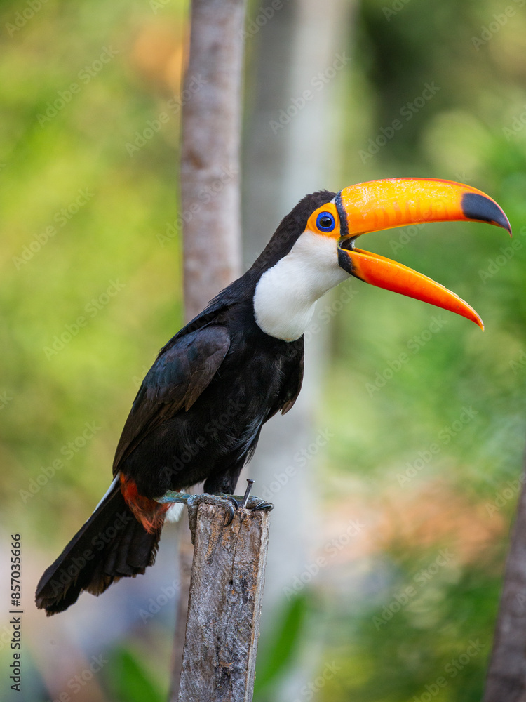 Obraz premium Portrait of Toco toucan (Ramphastos toco) with a big colored beak. Close-up. Brazil. Pantanal. 
