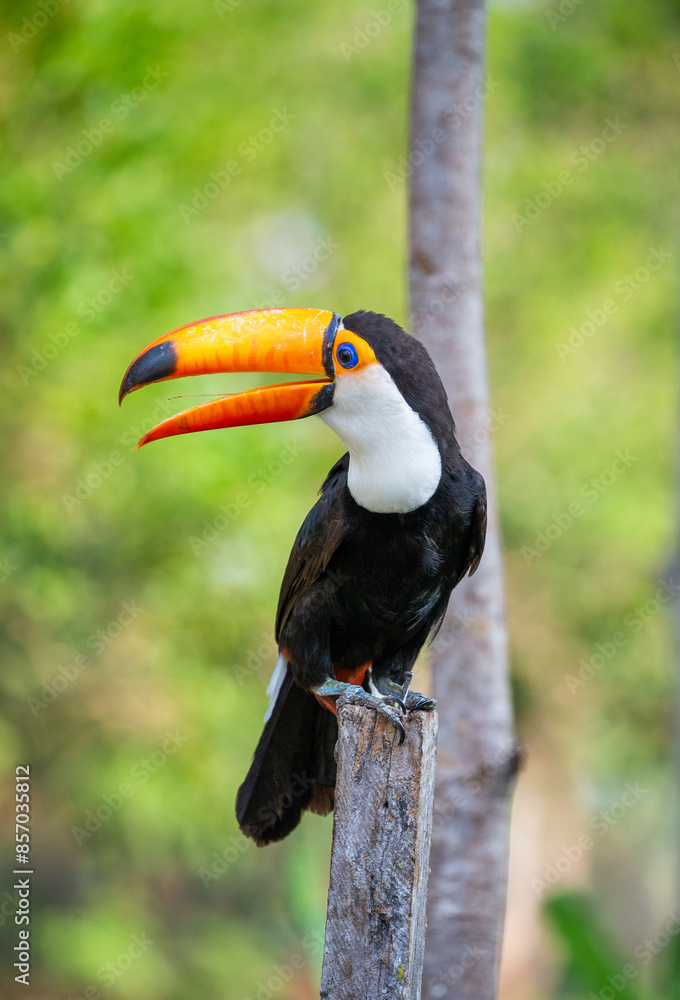 Fototapeta premium Portrait of Toco toucan (Ramphastos toco) with a big colored beak. Close-up. Brazil. Pantanal. 
