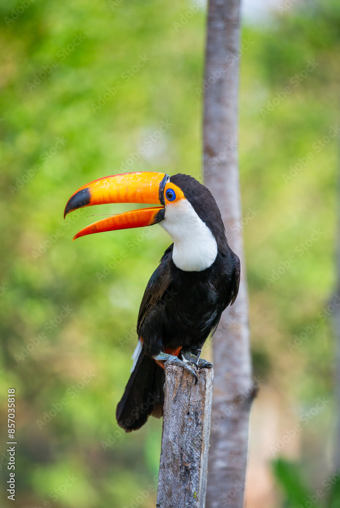 Fototapeta premium Portrait of Toco toucan (Ramphastos toco) with a big colored beak. Close-up. Brazil. Pantanal. 