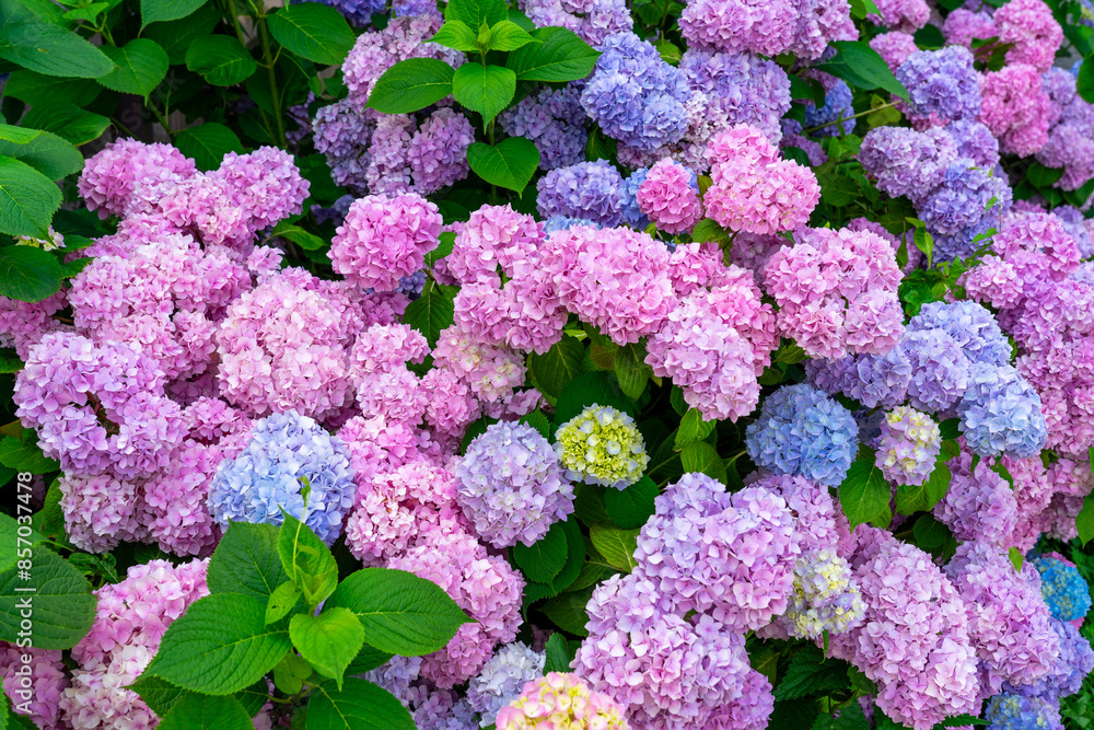tenderness of colorful hydrangea plant in a garden pink lila blue tenderness of colorful hydrangea plant in a garden pink lila blue