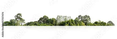 Fotografie forest with trees and a white background
