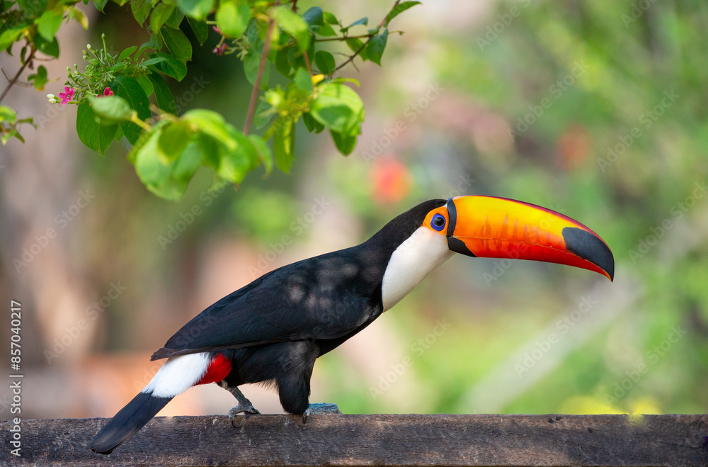 Toco toucan (Ramphastos toco) is sitting on the fence. Brazil. Pantanal.
Toco toucan (Ramphastos toco) is sitting on the fence. Brazil. Pantanal.