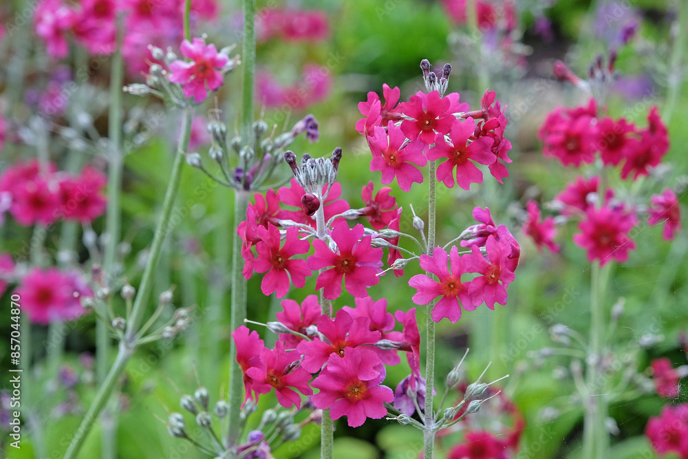 Fototapeta premium Purple Primula pulverulenta, also known as mealy primrose, in flower.