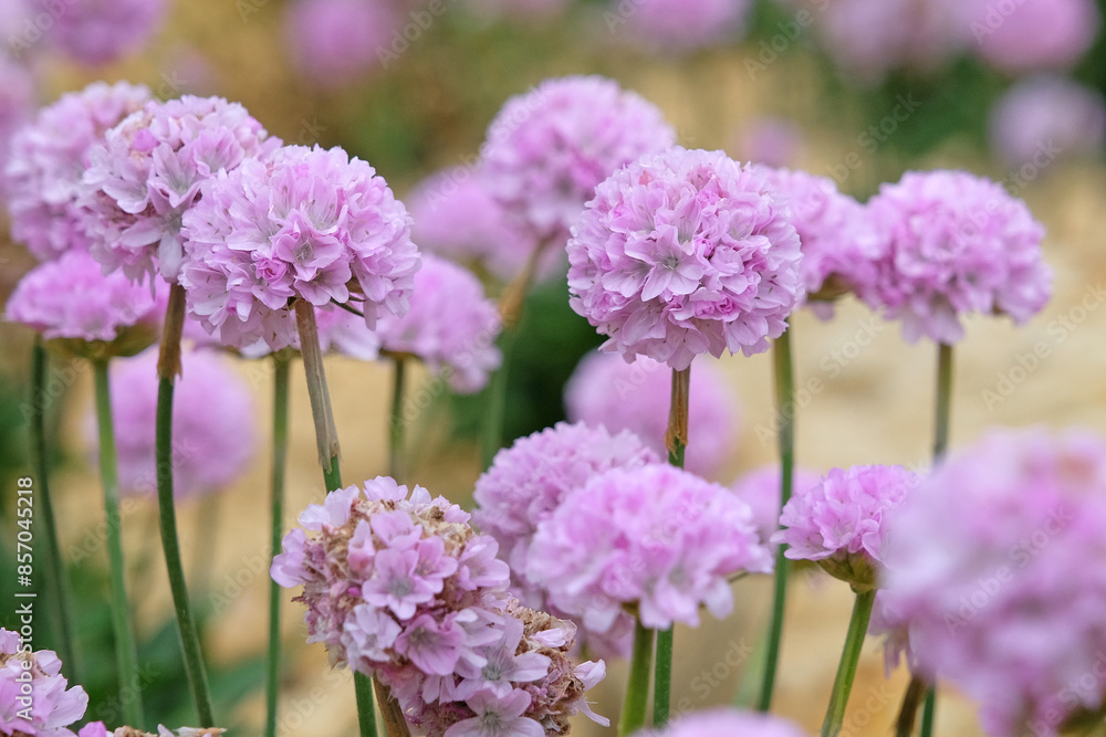Fototapeta premium Armeria pseudarmeria ‘Sweet Dreams’, also known as lady’s cushion, thrift, or sea pink in flower.