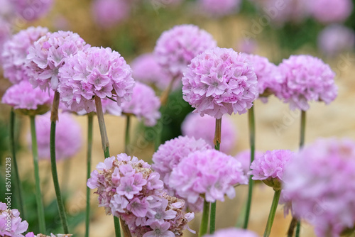 Armeria pseudarmeria ‘Sweet Dreams’, also known as  lady’s cushion, thrift, or sea pink in flower. photo