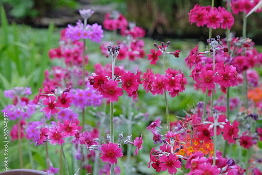 Purple Primula pulverulenta, also known as mealy primrose, in flower. Purple Primula pulverulenta, also known as mealy primrose, in flower.