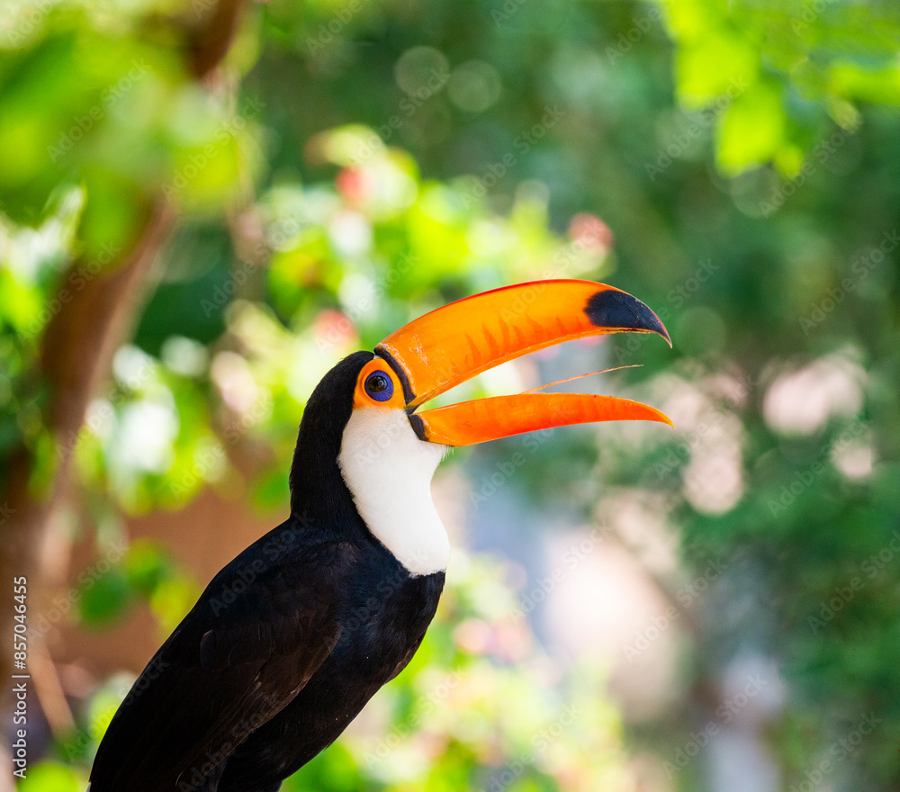 Fototapeta premium Toco toucan (Ramphastos toco) is sitting on a tree branch. Brazil. Pantanal.