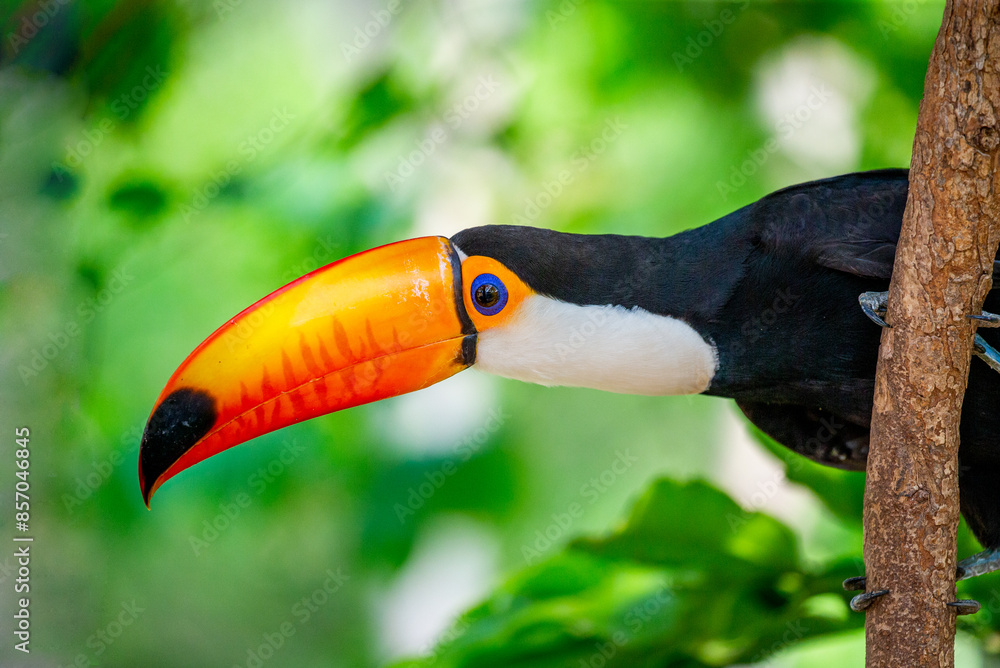 Fototapeta premium Portrait of Toco toucan (Ramphastos toco) with a big colored beak. Close-up. Brazil. Pantanal. 