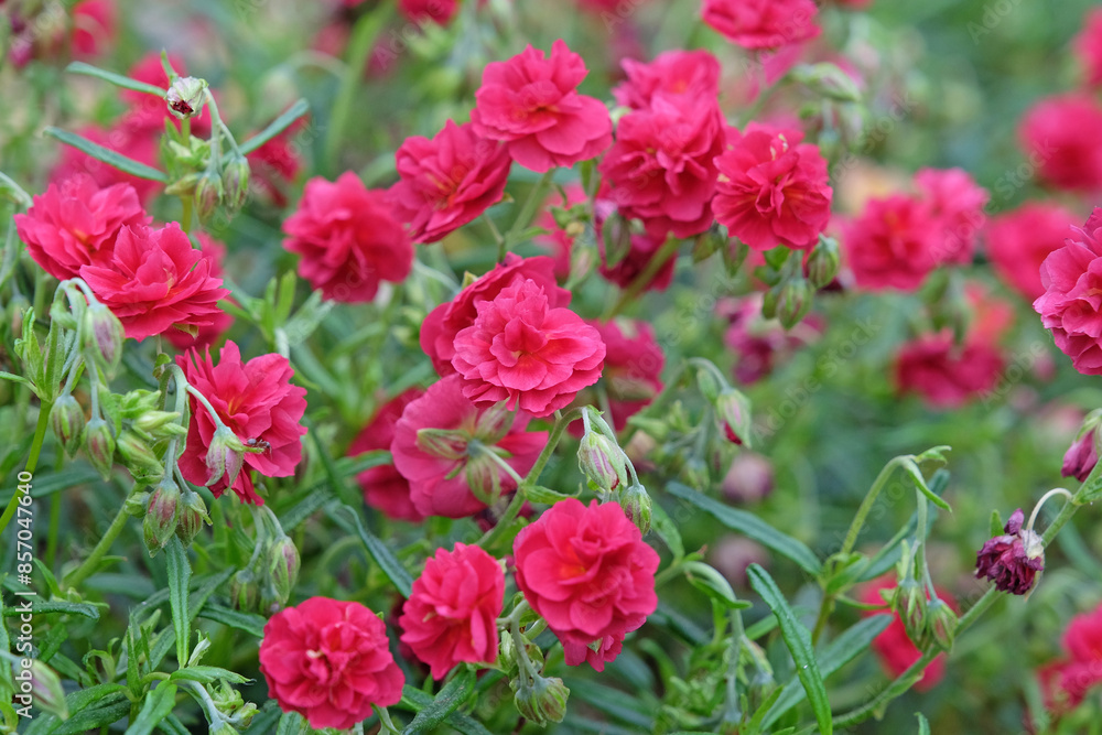 Red Helianthemum, common rock rose ‘Cerise Queen’ in flower. Red Helianthemum, common rock rose ‘Cerise Queen’ in flower.