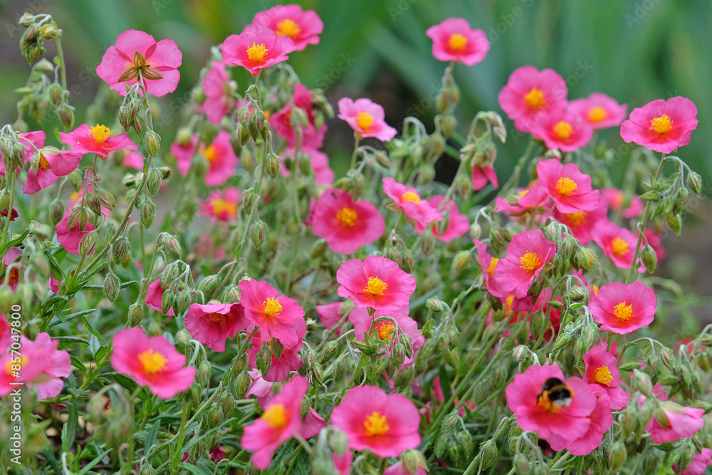 Pink Helianthemum sun rose ‘Ben Ledi’ in flower Pink Helianthemum sun rose ‘Ben Ledi’ in flower