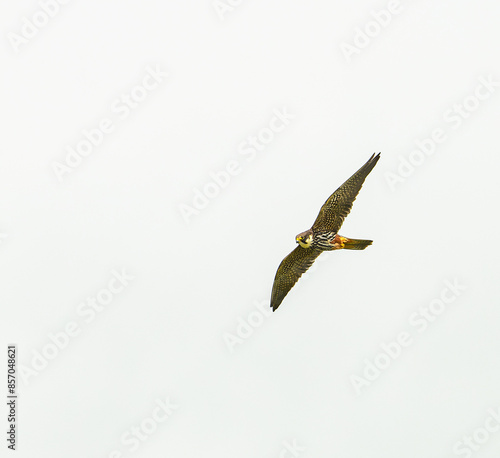 Canvas Print Eurasian hobby (Falco subbuteo) in flight