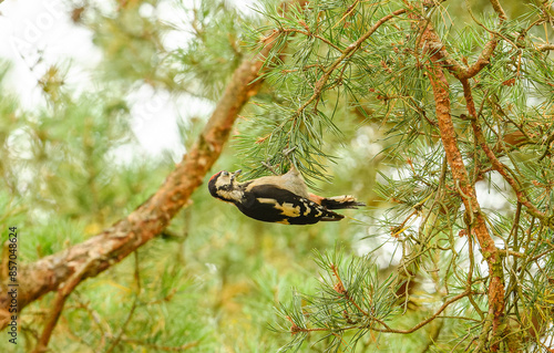 middle spotted woodpecker (Dendrocoptes medius) on pine branch photo