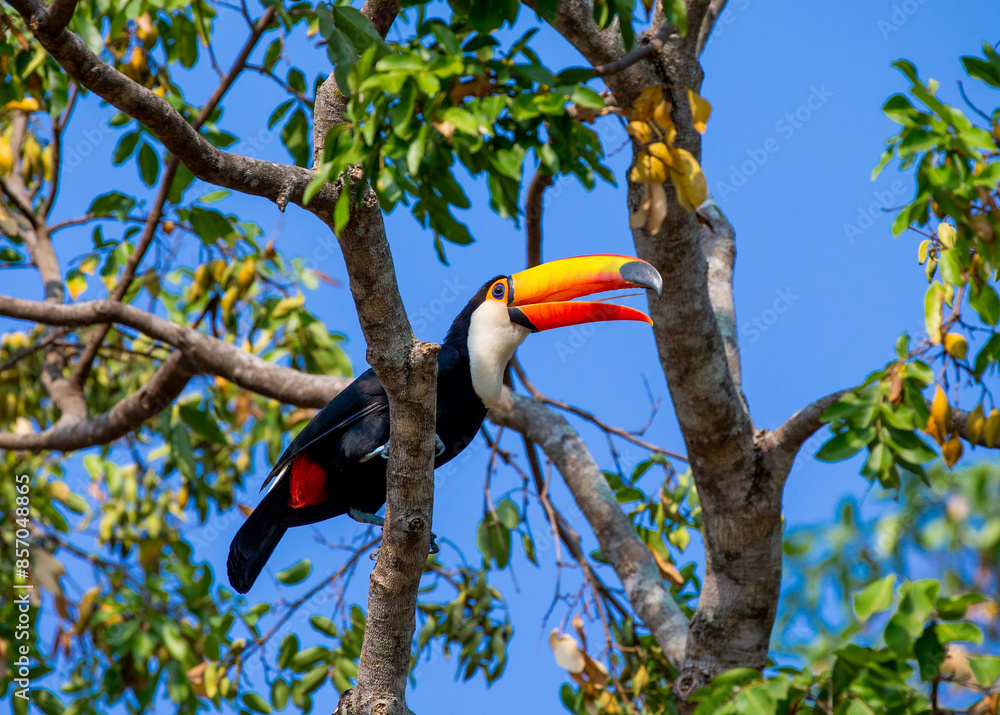 Toco toucan (Ramphastos toco) is sitting on a tree branch against a background of blue sky. Brazil. Pantanal. Toco toucan (Ramphastos toco) is sitting on a tree branch against a background of blue sky. Brazil. Pantanal.