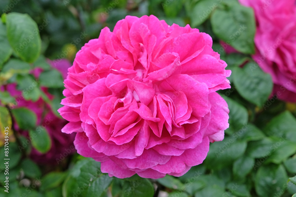 Deep pink Old English rose, Rosa ‘Young Lycidas’ in flower. Deep pink Old English rose, Rosa ‘Young Lycidas’ in flower.