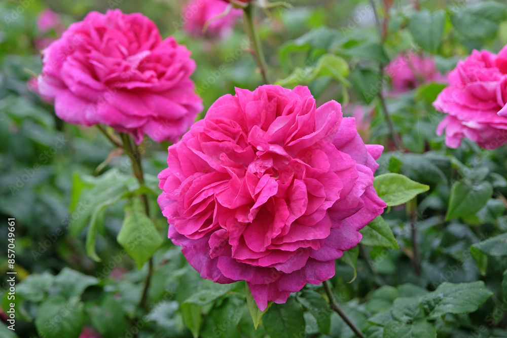 Deep pink Old English rose, Rosa ‘Young Lycidas’ in flower. Deep pink Old English rose, Rosa ‘Young Lycidas’ in flower.