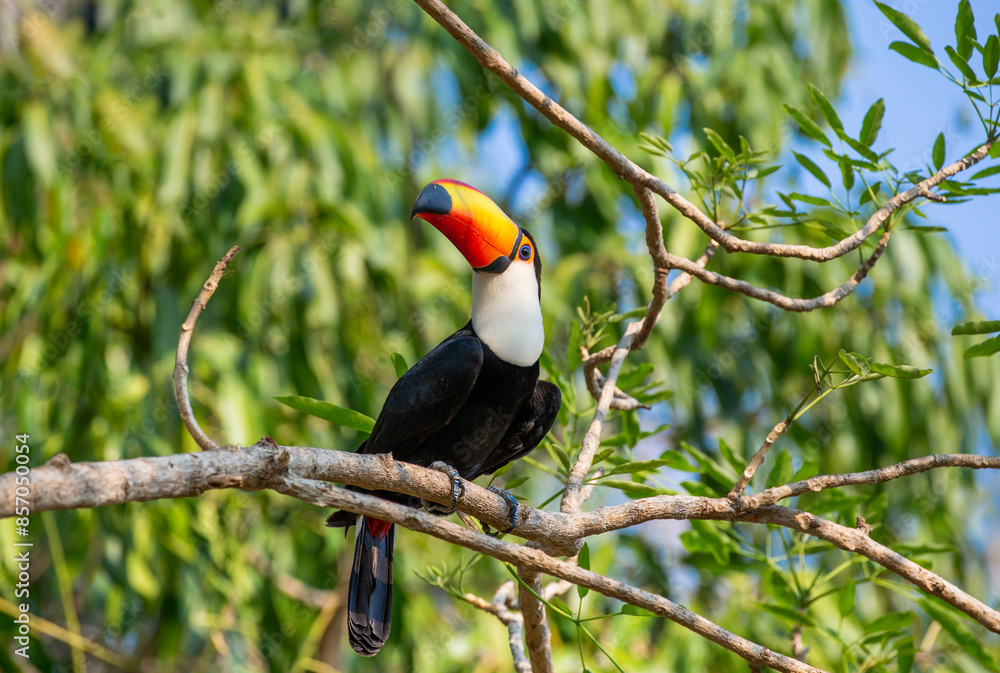Fototapeta premium Toco toucan (Ramphastos toco) is sitting on a tree branch. Brazil. Pantanal.