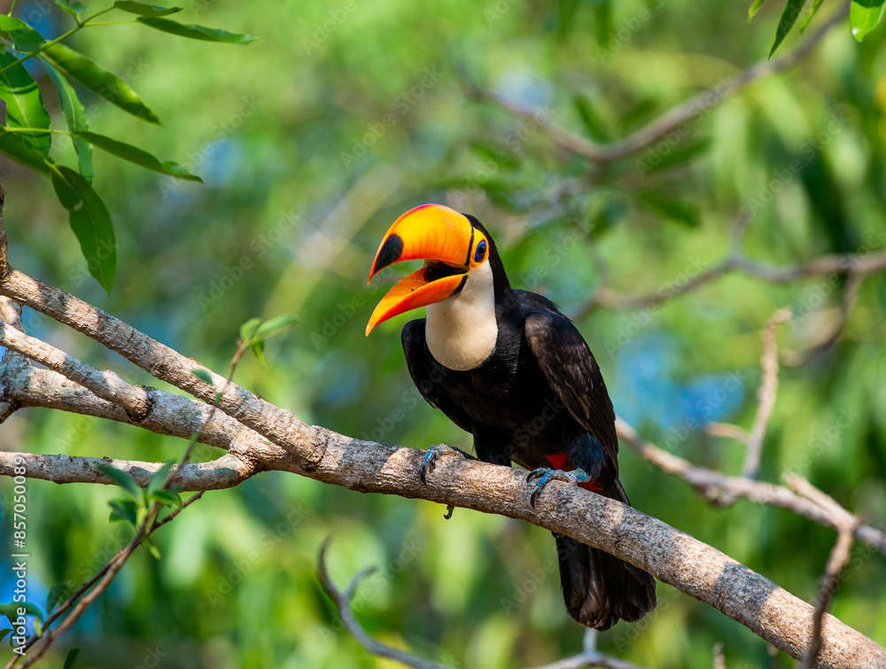 Toco toucan (Ramphastos toco) is sitting on a tree branch. Brazil. Pantanal. Toco toucan (Ramphastos toco) is sitting on a tree branch. Brazil. Pantanal.