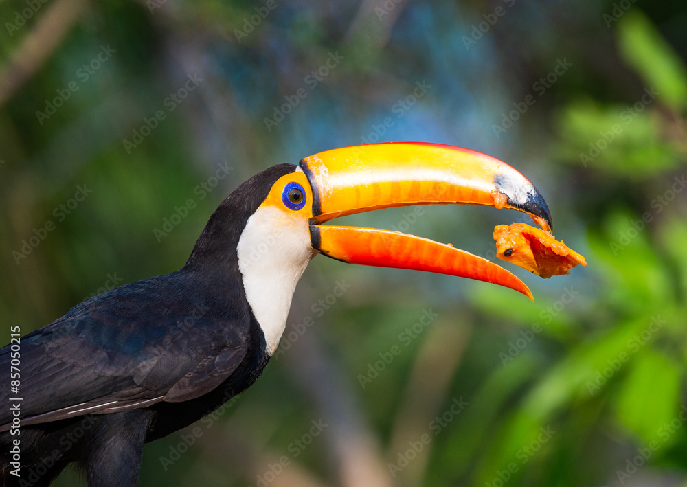 Fototapeta premium Toco toucan (Ramphastos toco) is eating fruit on a tree branch. Brazil. Pantanal. 