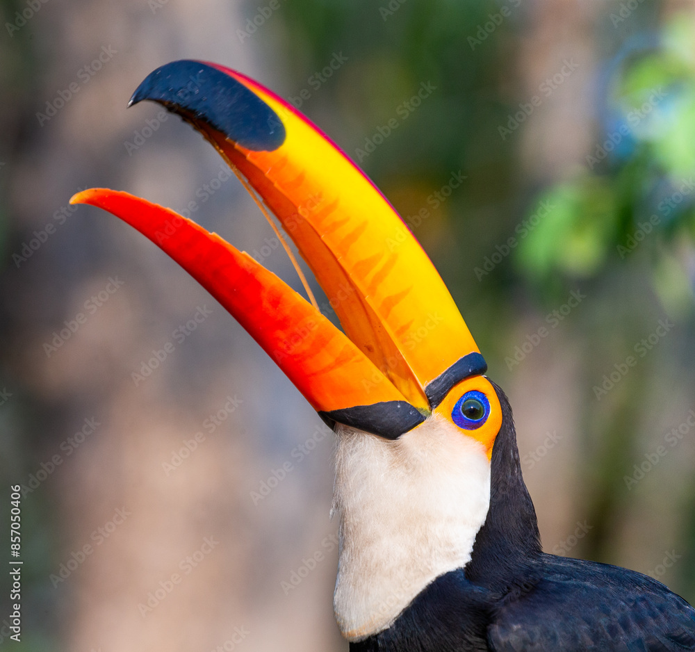 Obraz premium Portrait of Toco toucan (Ramphastos toco) with a big colored beak. Close-up. Brazil. Pantanal. 