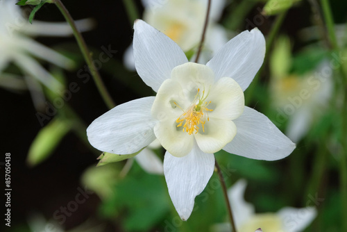 White Aquilegia Columbine, or granny’s bonnet ‘White Star’ in flower.