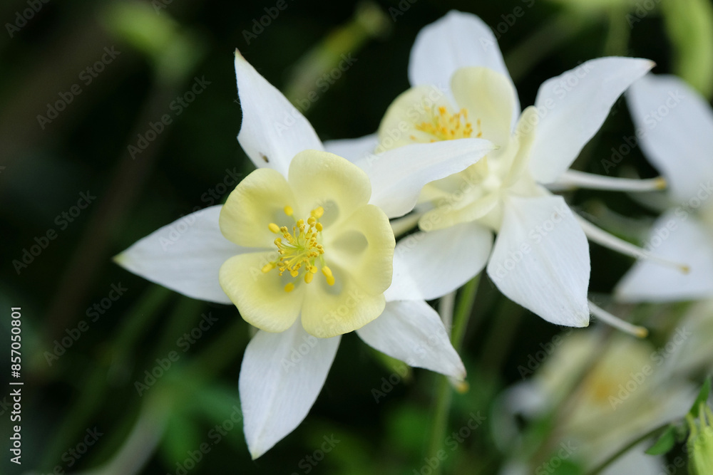 White Aquilegia Columbine, or granny’s bonnet ‘White Star’ in flower. White Aquilegia Columbine, or granny’s bonnet ‘White Star’ in flower.