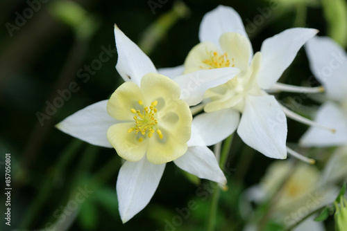 White Aquilegia Columbine, or granny’s bonnet ‘White Star’ in flower. © Alexandra