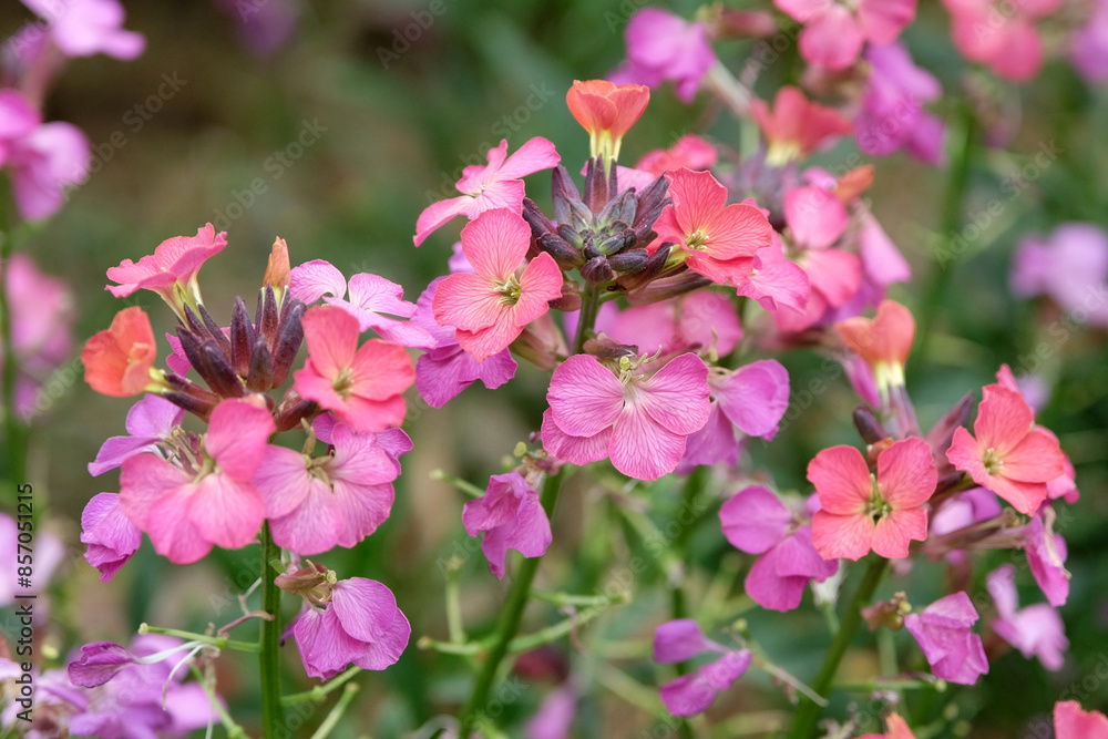 Pink and red Erysimum wallflower ‘Constant Cheer’ in flower. Pink and red Erysimum wallflower ‘Constant Cheer’ in flower.