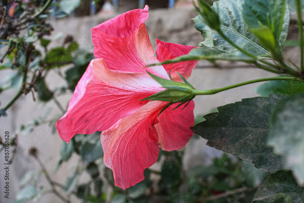 Hibiscus rosa-sinensis, Chinese hibiscus, China rose, Hawaiian hibiscus, rose mallow and shoeblack plant,