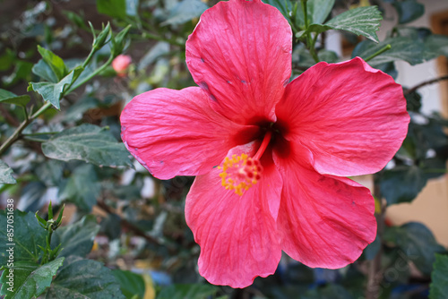 Hibiscus rosa-sinensis, Chinese hibiscus, China rose, Hawaiian hibiscus, rose mallow and shoeblack plant,