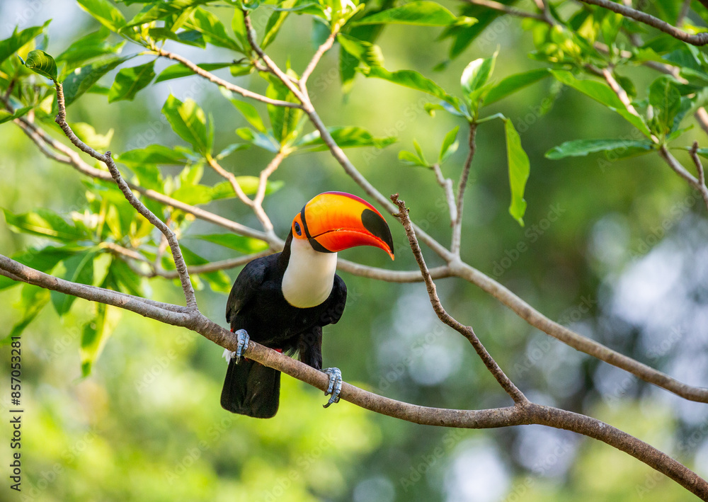 Toco toucan (Ramphastos toco) is sitting on a tree branch. Brazil. Pantanal. Toco toucan (Ramphastos toco) is sitting on a tree branch. Brazil. Pantanal.