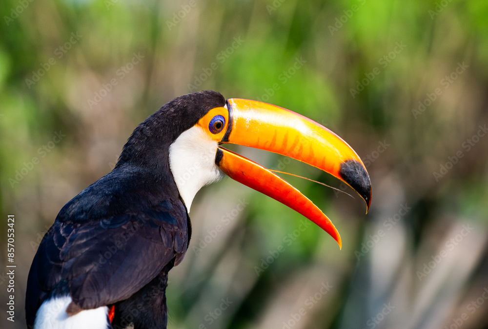 Naklejka premium Portrait of Toco toucan (Ramphastos toco) with a big colored beak. Close-up. Brazil. Pantanal. 