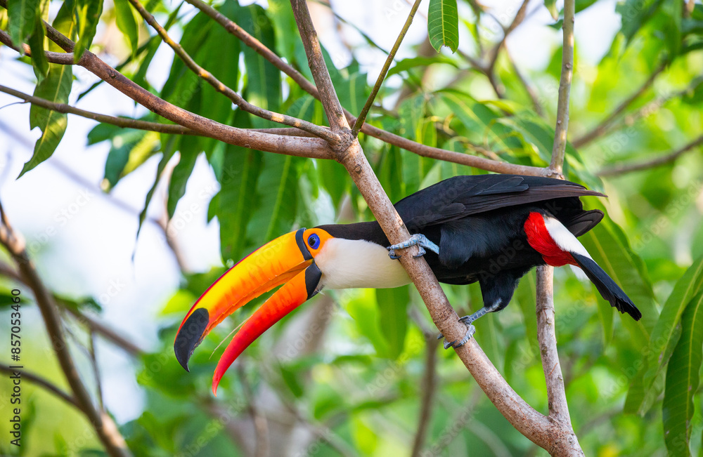 Toco toucan (Ramphastos toco) is sitting on a tree branch. Brazil. Pantanal. Toco toucan (Ramphastos toco) is sitting on a tree branch. Brazil. Pantanal.