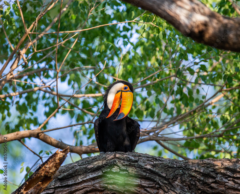 Toco toucan (Ramphastos toco) is sitting on a tree branch. Brazil. Pantanal. Toco toucan (Ramphastos toco) is sitting on a tree branch. Brazil. Pantanal.