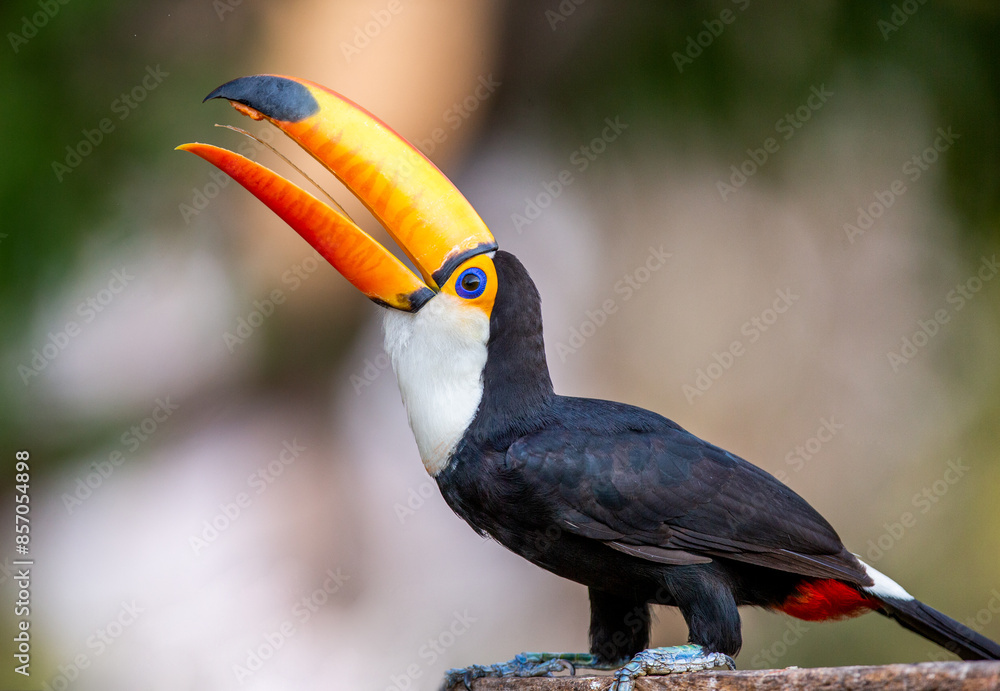 Fototapeta premium Toco toucan (Ramphastos toco) is eating fruit on a tree branch. Brazil. Pantanal. 