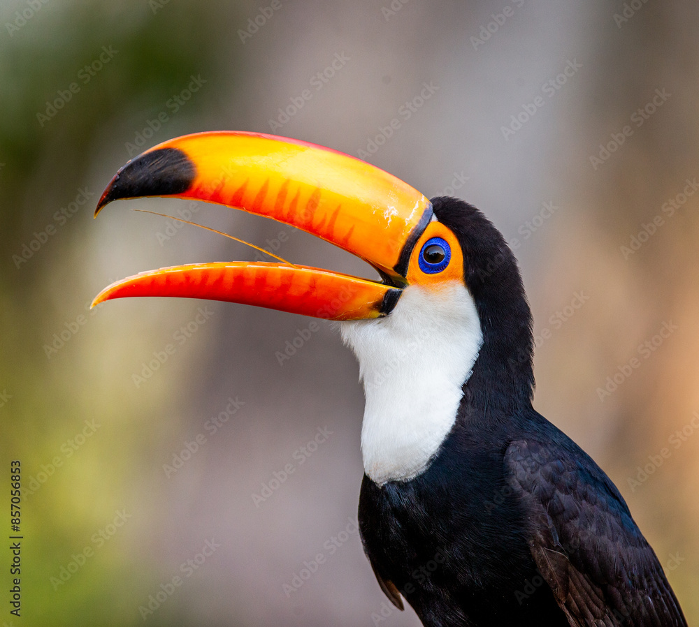 Portrait of Toco toucan (Ramphastos toco) with a big colored beak. Close-up. Brazil. Pantanal. Portrait of Toco toucan (Ramphastos toco) with a big colored beak. Close-up. Brazil. Pantanal.
