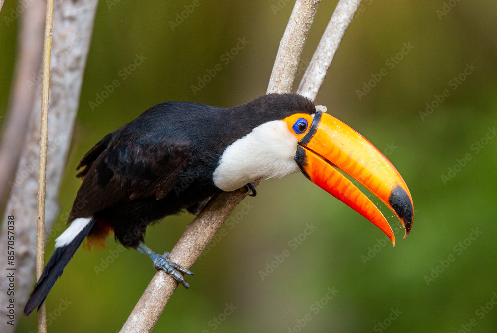 Toco toucan (Ramphastos toco) is sitting on a tree branch. Brazil. Pantanal.
Toco toucan (Ramphastos toco) is sitting on a tree branch. Brazil. Pantanal.