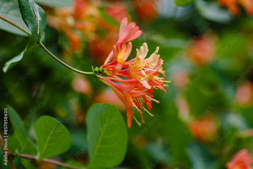 Lonicera brownii Dropmore Scarlet blooms in summer garden. Honeysuckle , or fragrant honeysuckle is a climbing shrub Lonicera brownii Dropmore Scarlet blooms in summer garden. Honeysuckle , or fragrant honeysuckle is a climbing shrub