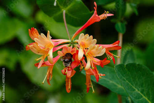  Lonicera brownii Dropmore Scarlet blooms in summer garden. Honeysuckle , or fragrant honeysuckle is a climbing shrub