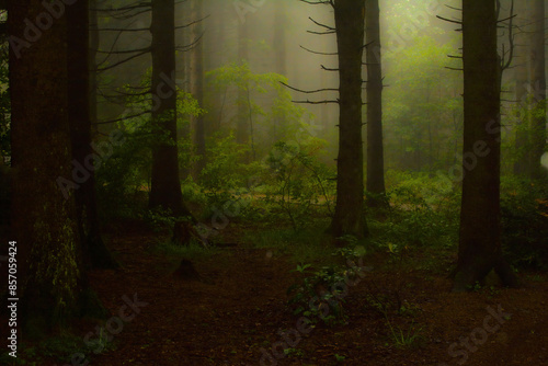 Fototapeta Naklejka Na Ścianę i Meble -  Fog in a green forest