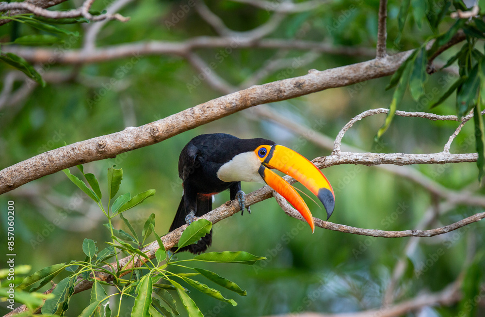 Toco toucan (Ramphastos toco) is sitting on a tree branch. Brazil. Pantanal. Toco toucan (Ramphastos toco) is sitting on a tree branch. Brazil. Pantanal.